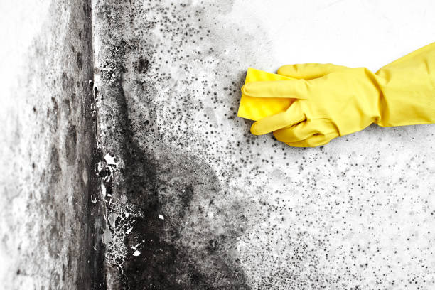 Best Basement Mold Remediation in Leesport, PA