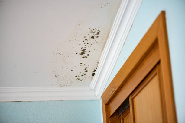 Best Commercial Mold Remediation in Leesport, PA