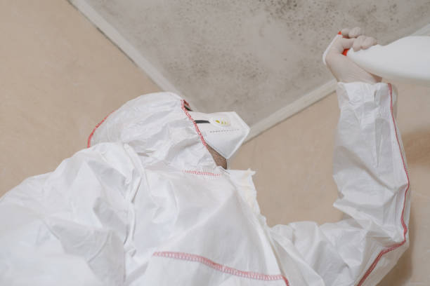 Best Bathroom Mold Remediation in Leesport, PA