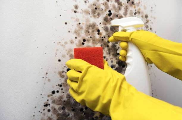 Best Residential Mold Remediation in Leesport, PA